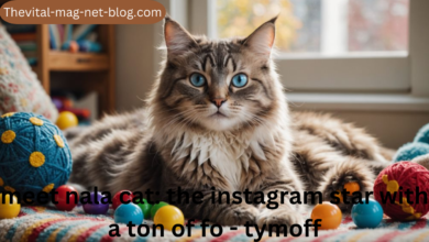 meet nala cat: the instagram star with a ton of fo - tymoff