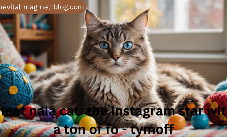 meet nala cat: the instagram star with a ton of fo - tymoff