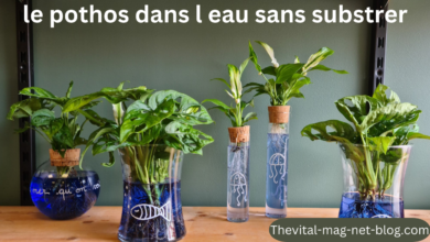 le pothos dans l eau sans substrer