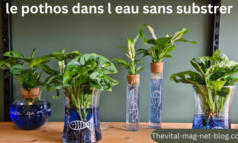 le pothos dans l eau sans substrer